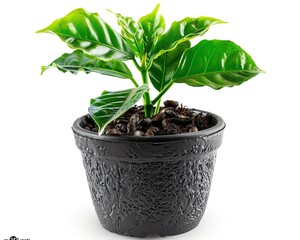 Coffea canephora seedling in a pot, isolated on white, botanical illustration, showing early growth stage