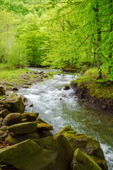 Wall Mural - rapid water stream winding through the beech forest. landscape with mossy boulders and trees on the shore of a river. spring scenery in carpathian mountains. fesh green environment