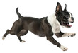 © Rawpixel.com - PNG Boston terrier running bulldog animal canine.