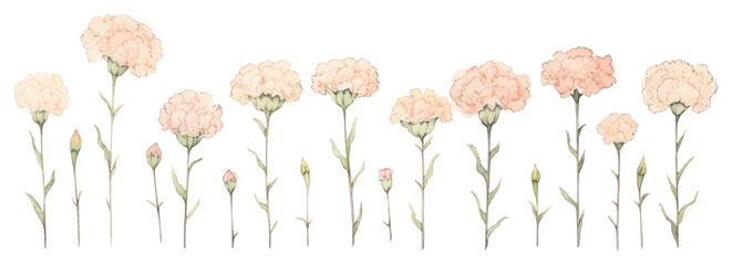 Canvas Print - PNG Cute carnations as divider line watercolour illustration pattern drawing flower.