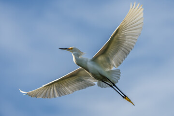 Wall Mural - Snowy egret in flight