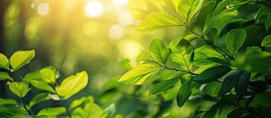 Wall Mural - Closeup image of leaves in a sunlit forest during spring or early summer, conveying ecological and tranquil themes with copy space.