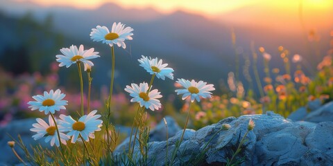 Canvas Print - Daisies Blooming in the Golden Hour