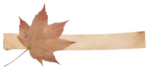 png maple leaf plant tree white background.