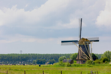 Wall Mural - Spring landscape view with beautiful traditional windmill under blue sky, Dutch agriculture in countryside with corn or maize field along the Vecht river, Nigtevecht, Province of Utrecht, Netherlands.