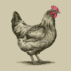 Farm hen chicken sketch hand drawn in engraved style sketch Vector 