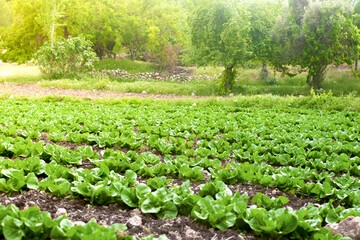 Lettuce beds on a small farm