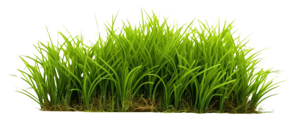 Poster - PNG Grass plant field lawn.