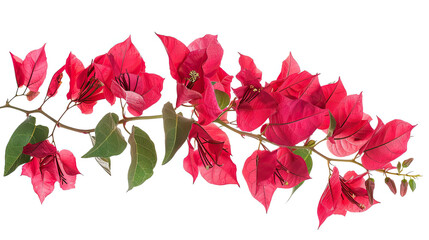 Wall Mural - Branch of red flower isolated on white background