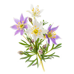 Wall Mural - Alpine blooms isolated on white background