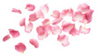 © Rawpixel.com - PNG Rose petals backgrounds flower plant.