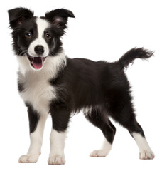 Wall Mural - PNG Border Collie puppy mammal animal collie.