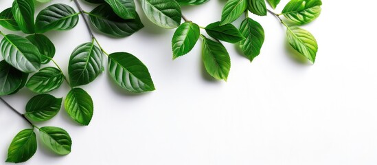 Wall Mural - A branch with lush green leaves against a white background with copy space image.