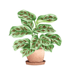 Prayer Plant. Watercolor potted plant. Houseplant illustration isolated on white.