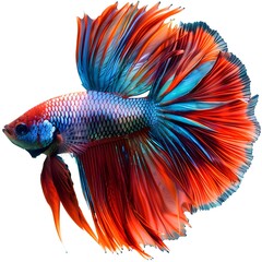 Canvas Print - Stunning Close up of a Majestic Betta Fish with Vibrant Fins and Scales