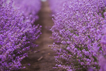 Wall Mural - Flowers in the lavender fields in the Provence mountains. Panoramic landscape with blooming lavender. Violet background.