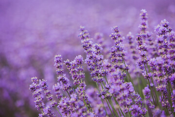 Wall Mural - Flowers in the lavender fields in the Provence mountains. Panoramic landscape with blooming lavender. Violet background.