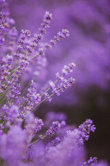 Wall Mural - Flowers in the lavender fields in the Provence mountains. Panoramic landscape with blooming lavender. Violet background.