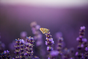 Wall Mural - Flowers in the lavender fields in the Provence mountains. Panoramic landscape with blooming lavender. Violet background.