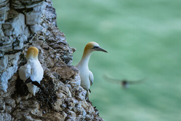 Sticker - Gannet, Morus bassanus, birds on cliffs, Bempton Cliffs, North Yorkshire, England