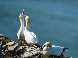 Wall Mural - Gannet, Morus bassanus, birds on cliffs, Bempton Cliffs, North Yorkshire, England