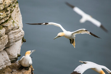 Sticker - Northern Gannet, Morus bassanus, birds in flight over cliffs, Bempton Cliffs, North Yorkshire, England