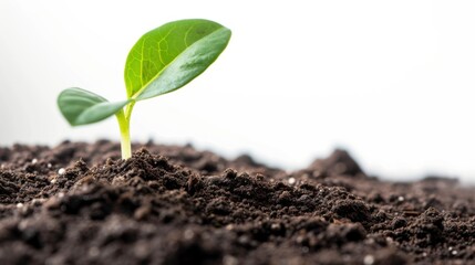 Wall Mural - Single green leaf sprouting from rich, dark soil on a pristine white background