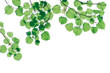 green leaves with Branch, green leaves isolated on white transparent background.png