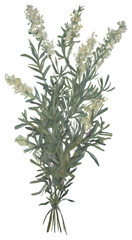 Canvas Print - PNG Rosemary bouquet flower painting plant.