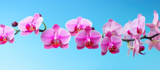 Poster - A pink Phalaenopsis or Moth dendrobium Orchid flower is isolated in a tropical garden on a blue background. The image offers copy space for adding text related to agricultural design concepts.