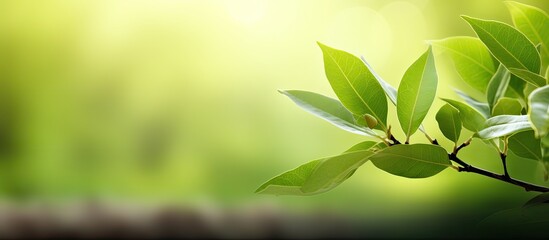 Fototapete - Fresh green leaf in garden with a blurred greenery background for a natural, ecological theme with copy space image.
