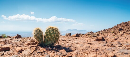 Aufkleber - Cactus on arid terrain with copy space image.