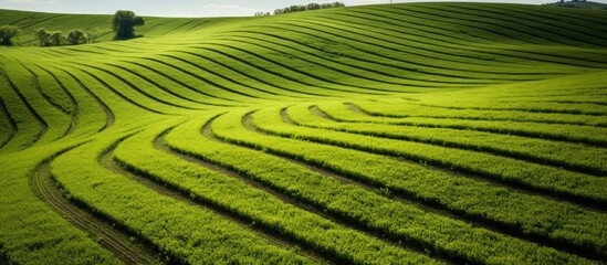 Leinwandbilder - Tractor tracks creating a pattern on a lush green field, providing ample copy space image.