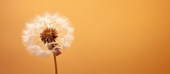 Poster - A Dandelion in focus against a light brown backdrop with available copy space image.