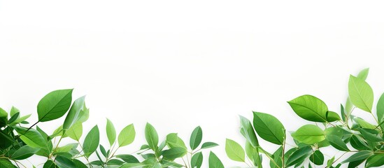 Wall Mural - Green foliage against a white background with a space for inserting text or images. with copy space image. Place for adding text or design
