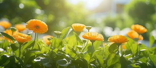 Leinwandbilder - Calendula flowers blooming in sunlight with a green natural background in a summer setting, perfect for a copy space image.