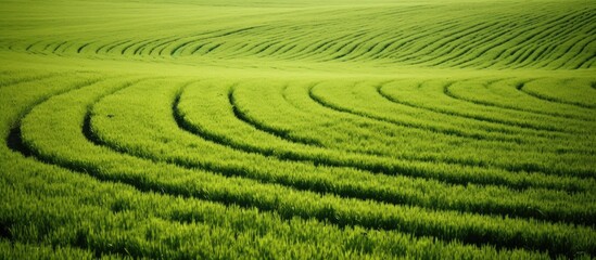 Leinwandbilder - Tractor tracks creating a pattern on a lush green field, providing ample copy space image.