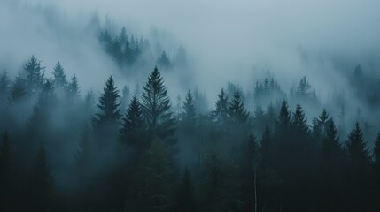 Wall Mural - Moody forest with fog and misty