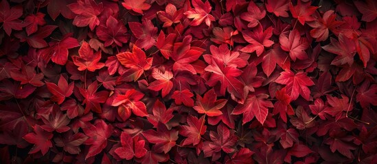 Poster - Ideal for fall-themed designs, a stunning pattern of red autumn leaves provides the perfect backdrop with an appealing copy space image.