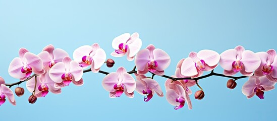 Poster - A pink Phalaenopsis or Moth dendrobium Orchid flower is isolated in a tropical garden on a blue background. The image offers copy space for adding text related to agricultural design concepts.