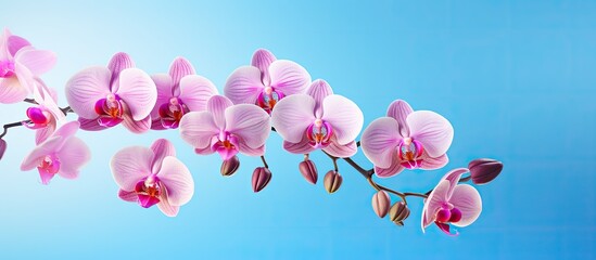Poster - A pink Phalaenopsis or Moth dendrobium Orchid flower is isolated in a tropical garden on a blue background. The image offers copy space for adding text related to agricultural design concepts.