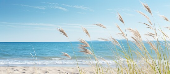 Umea beach scenery with beach reed set against a clear blue summer sky creating a serene and peaceful seaside copy space image.