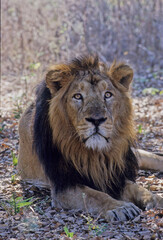 Canvas Print - Asiatic lion