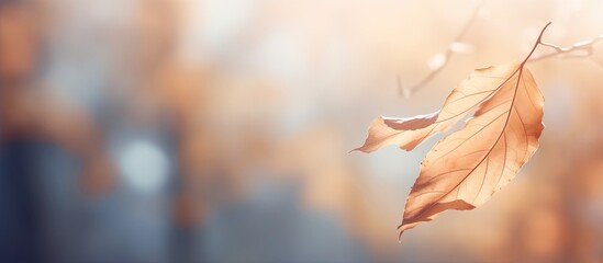 Fototapete - A picturesque autumn scene depicting a sunlit dry leaf on a blurred backdrop, set as a wallpaper with a cinematic tone and copy space image.