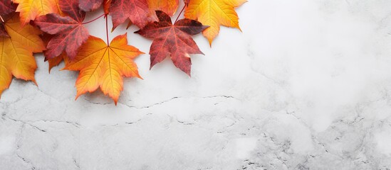 Wall Mural - Colorful autumn background with fall red grape leaf on the left side of a light gray stone background, providing copy space for your text or design.