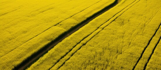 Leinwandbilder - An aerial perspective captures vibrant rapeseed fields with tractor tracks creating geometric patterns below, creating an ideal copy space image.