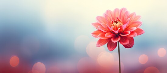 Canvas Print - vibrant flower with a blurred background offers copy space image.