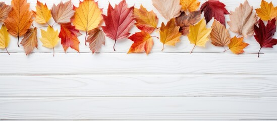 Poster - Autumn leaves arranged artistically on a white wooden surface with copy space image.