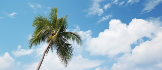 Aufkleber - A serene scene featuring a Coconut palm tree set against a cloud-filled blue sky, creating a picturesque copy space image.