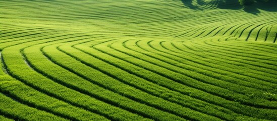 Leinwandbilder - Tractor tracks creating a pattern on a lush green field, providing ample copy space image.